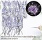 50Pcs Lavender Dried Pressed Flowers for Crafts,Xinxinran Dry Flowers Kit for Wedding Invitation,Resin Molds Bookmark,Jewelry Molds,Candle Making Supplies,Soap,Frame,Cakes